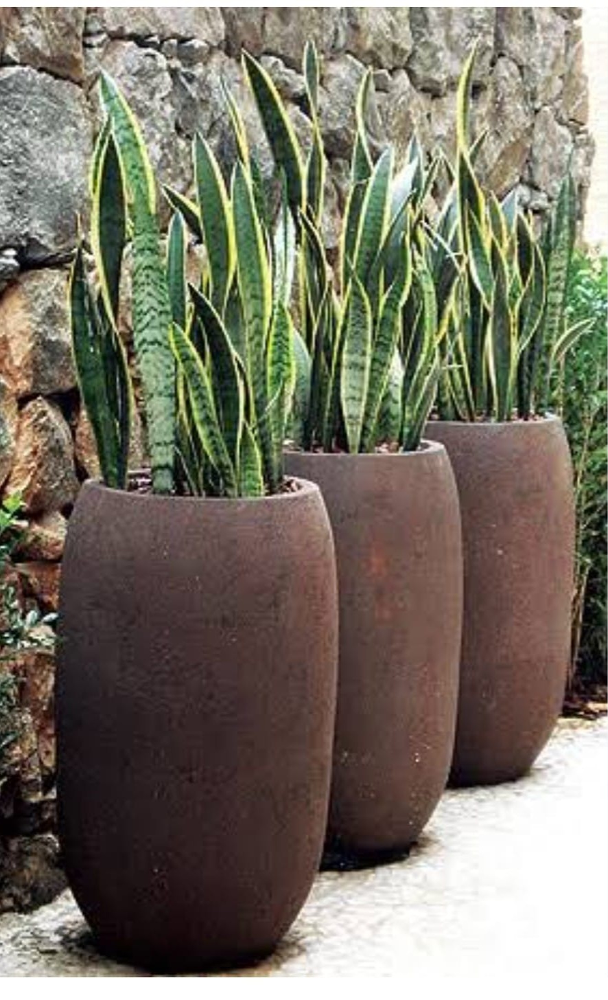 Vasos ornamentais 